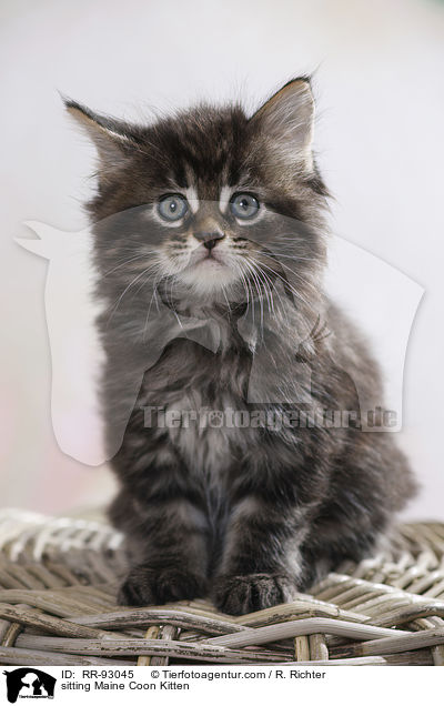 sitting Maine Coon Kitten / RR-93045