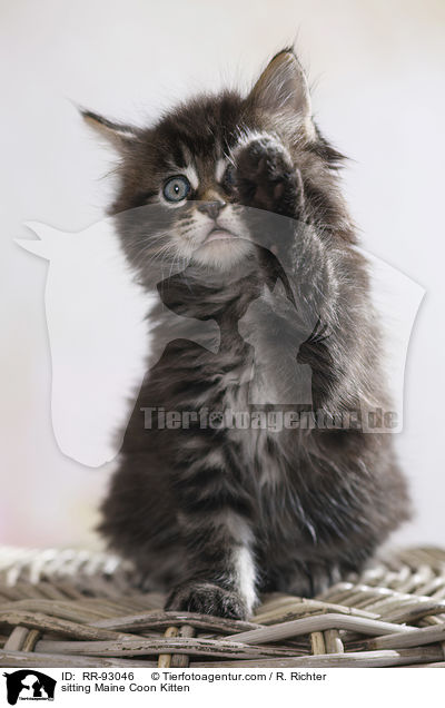 sitting Maine Coon Kitten / RR-93046