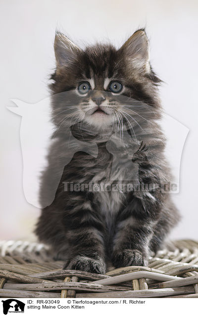 sitting Maine Coon Kitten / RR-93049