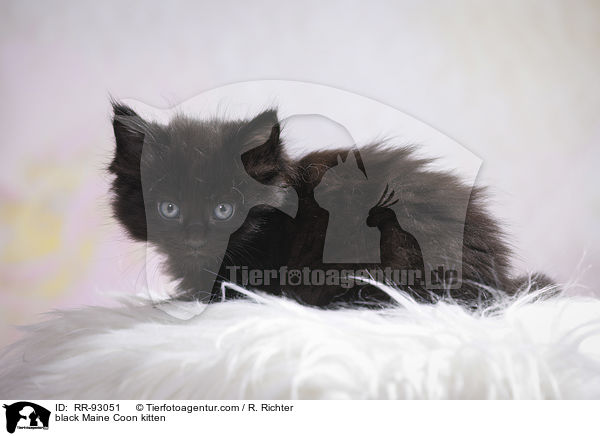 black Maine Coon kitten / RR-93051