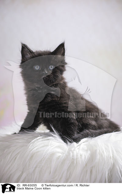 black Maine Coon kitten / RR-93055
