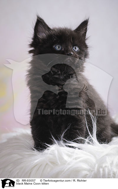 black Maine Coon kitten / RR-93057