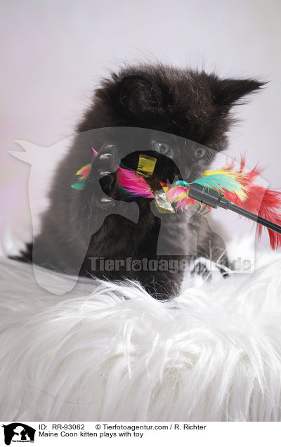 Maine Coon kitten plays with toy / RR-93062