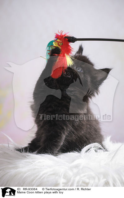 Maine Coon kitten plays with toy / RR-93064