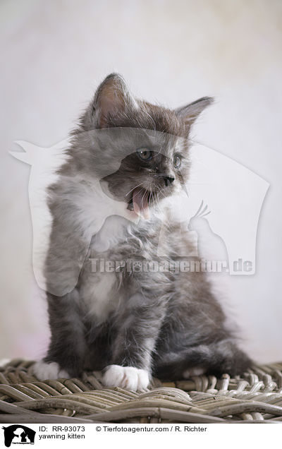 yawning kitten / RR-93073