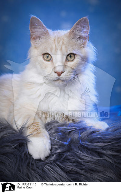 Maine Coon / Maine Coon / RR-93110