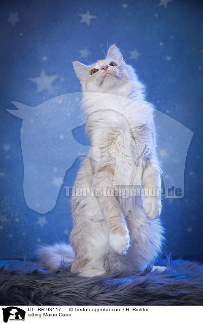 sitzende Maine Coon / sitting Maine Coon / RR-93117
