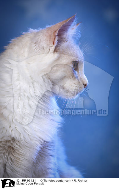 Maine Coon Portrait / Maine Coon Portrait / RR-93121