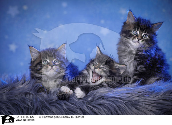 yawning kitten / RR-93127