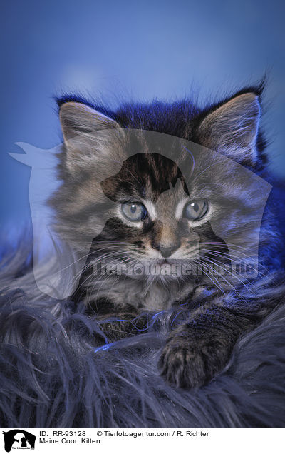 Maine Coon Kitten / RR-93128