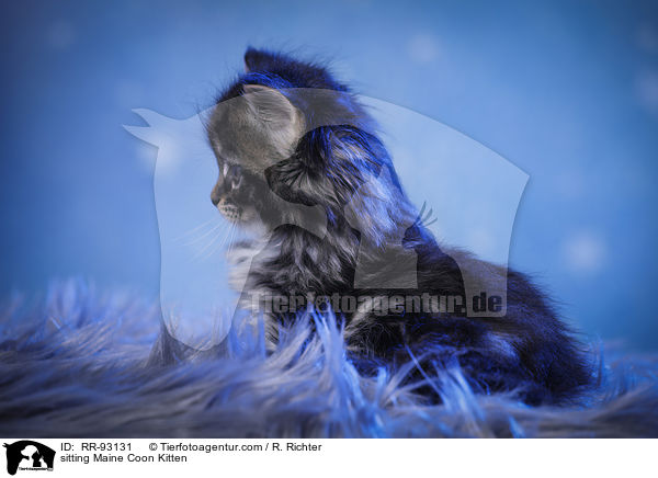 sitting Maine Coon Kitten / RR-93131
