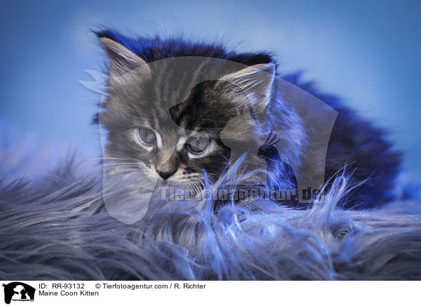 Maine Coon Kitten / RR-93132