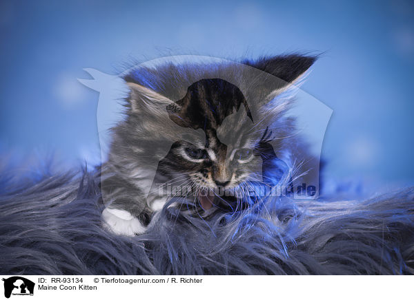 Maine Coon Kitten / RR-93134