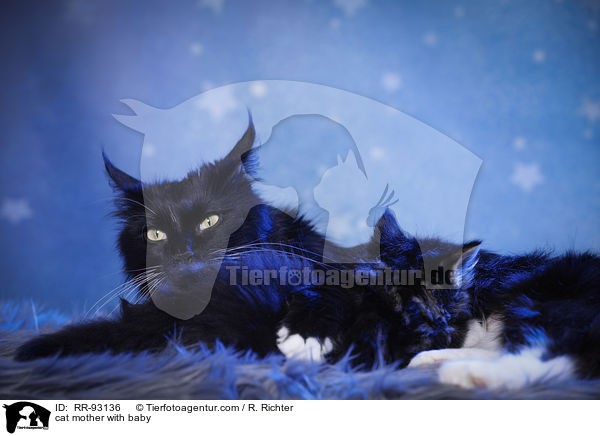cat mother with baby / RR-93136