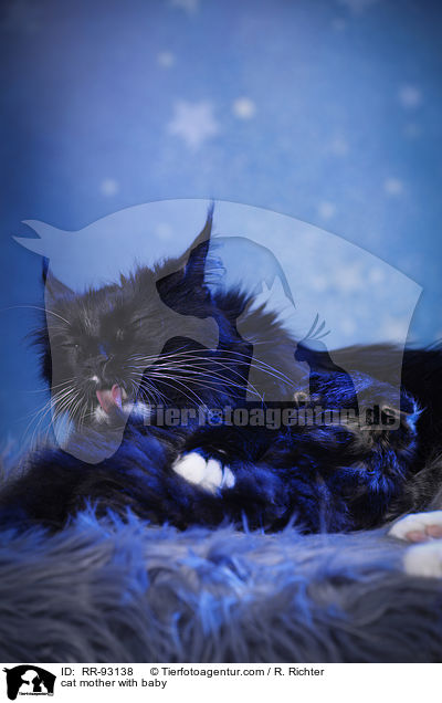cat mother with baby / RR-93138
