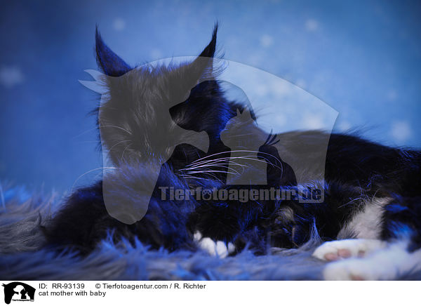 cat mother with baby / RR-93139