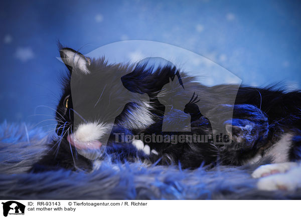 cat mother with baby / RR-93143