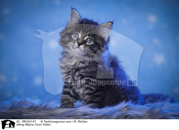 sitting Maine Coon Kitten / RR-93147