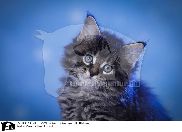 Maine Coon Kitten Portrait / RR-93148