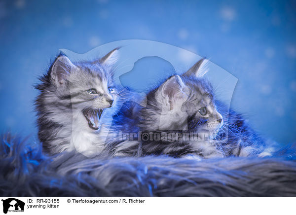 ghnendes Ktzchen / yawning kitten / RR-93155