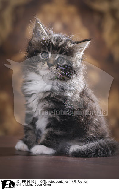 sitzendes Maine Coon Ktzchen / sitting Maine Coon Kitten / RR-93198