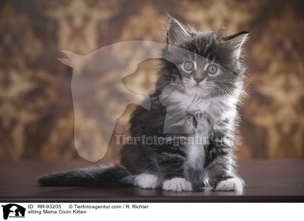 sitzendes Maine Coon Ktzchen / sitting Maine Coon Kitten / RR-93205