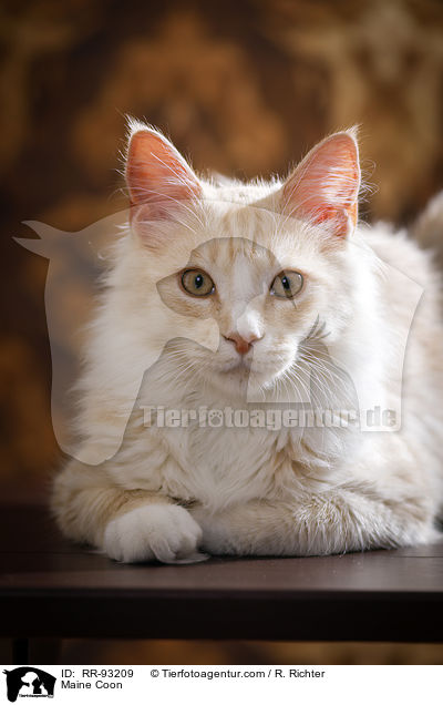 Maine Coon / Maine Coon / RR-93209