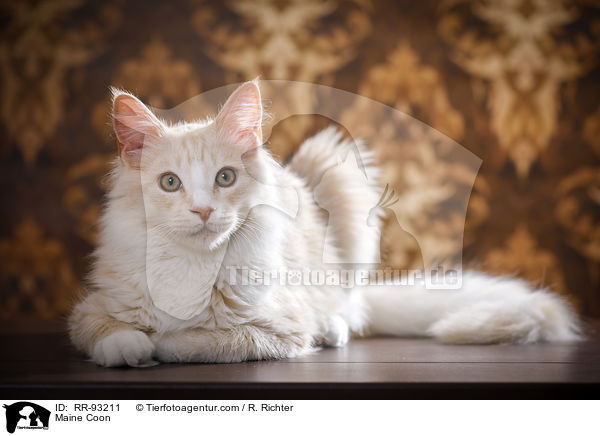 Maine Coon / Maine Coon / RR-93211