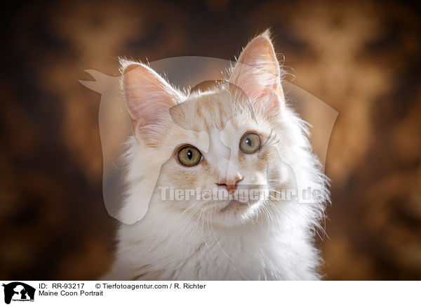 Maine Coon Portrait / Maine Coon Portrait / RR-93217
