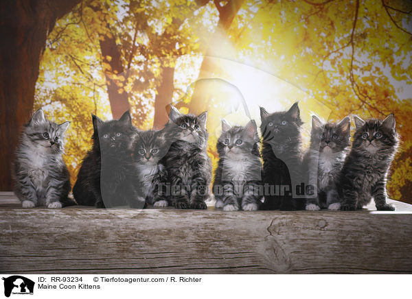Maine Coon Wurf / Maine Coon Kittens / RR-93234