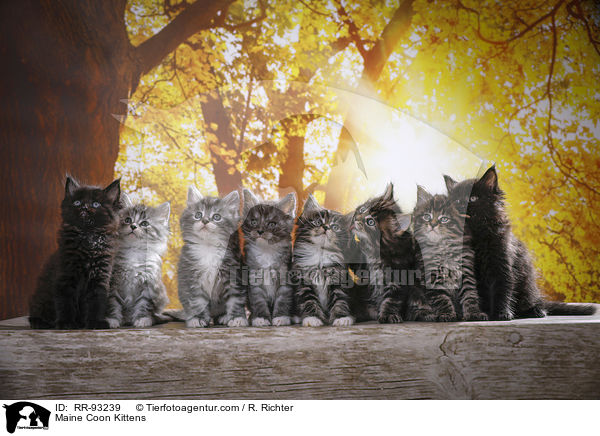 Maine Coon Wurf / Maine Coon Kittens / RR-93239