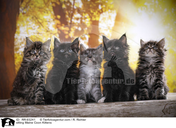 sitzende Maine Coon Ktzchen / sitting Maine Coon Kittens / RR-93241