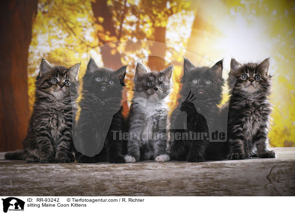 sitzende Maine Coon Ktzchen / sitting Maine Coon Kittens / RR-93242