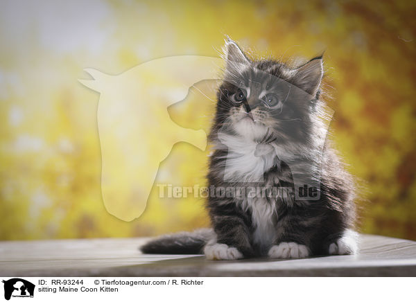 sitzendes Maine Coon Ktzchen / sitting Maine Coon Kitten / RR-93244