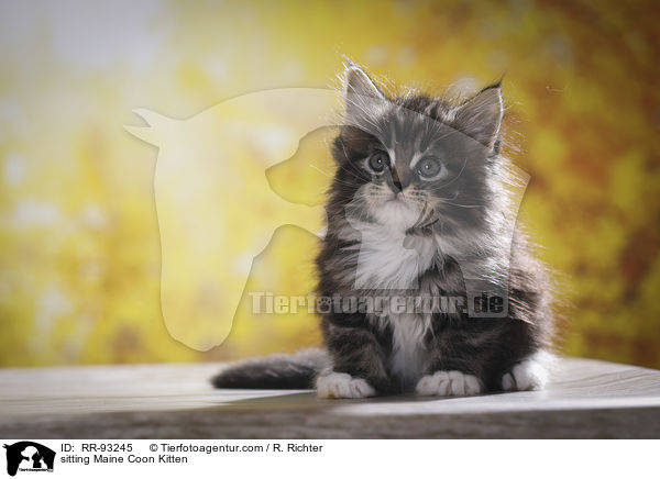 sitting Maine Coon Kitten / RR-93245