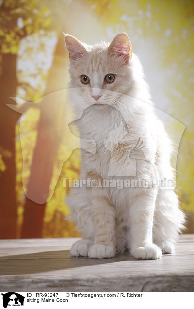sitting Maine Coon / RR-93247
