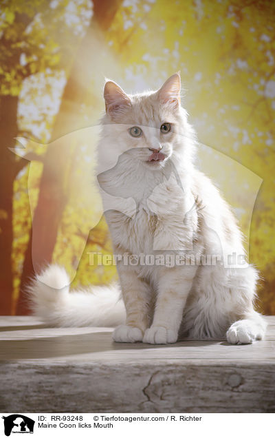 Maine Coon leckt sich Mulchen / Maine Coon licks Mouth / RR-93248