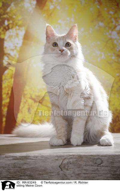 sitting Maine Coon / RR-93249
