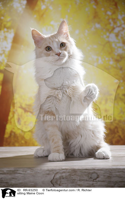 sitzende Maine Coon / sitting Maine Coon / RR-93250