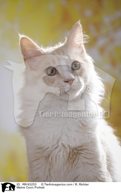 Maine Coon Portrait / Maine Coon Portrait / RR-93253