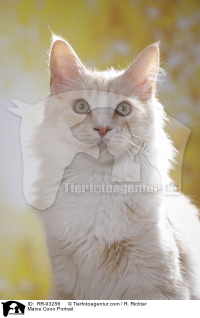 Maine Coon Portrait / Maine Coon Portrait / RR-93256