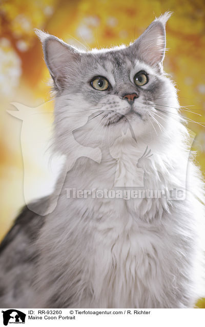 Maine Coon Portrait / RR-93260