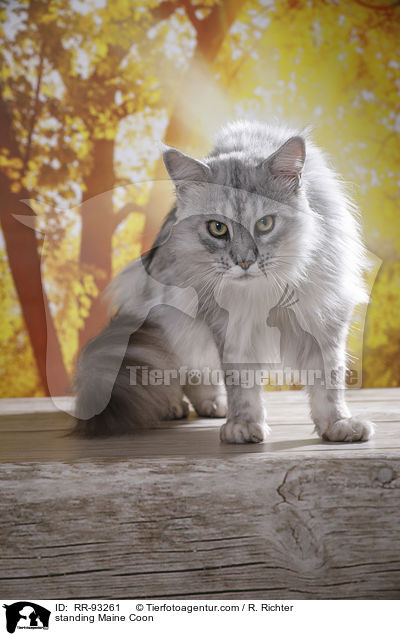 standing Maine Coon / RR-93261