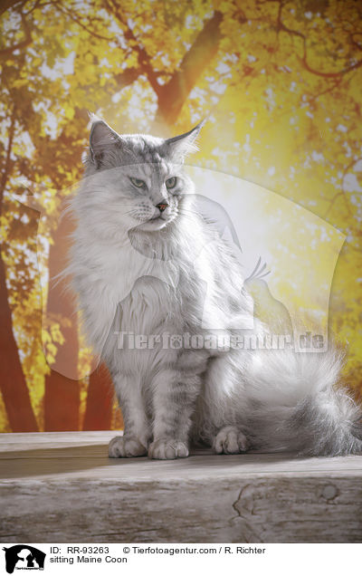 sitzende Maine Coon / sitting Maine Coon / RR-93263