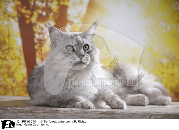 lying Maine Coon tomcat / RR-93270