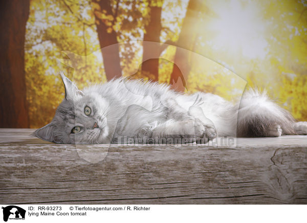 lying Maine Coon tomcat / RR-93273