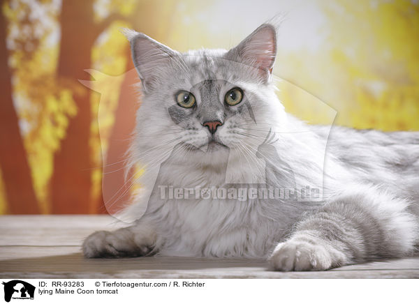 liegender Maine Coon Kater / lying Maine Coon tomcat / RR-93283