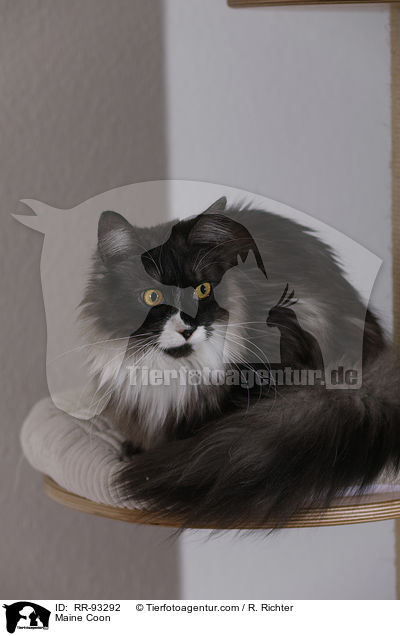 Maine Coon / Maine Coon / RR-93292
