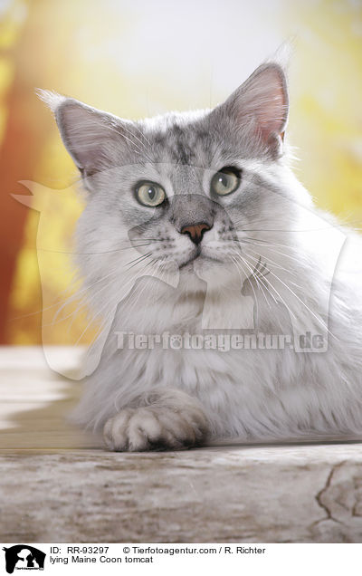 lying Maine Coon tomcat / RR-93297
