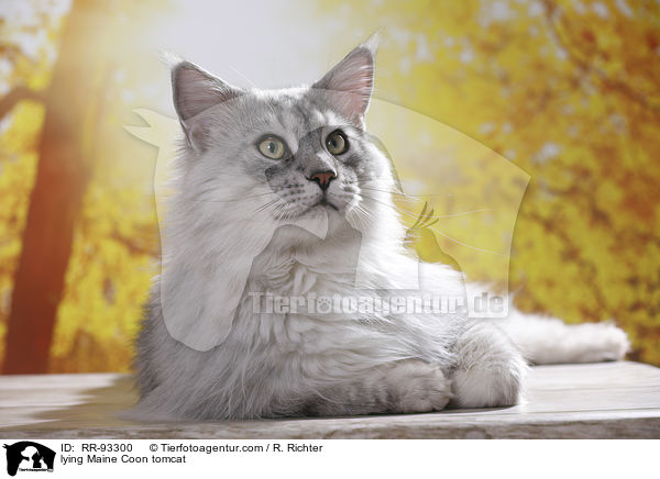 lying Maine Coon tomcat / RR-93300